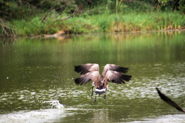 November Meeting Reminder @ Fontenelle Forest