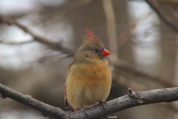 November Meeting Reminder @ Fontenelle Forest