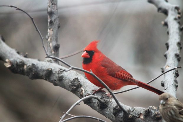 November Meeting Reminder @ Fontenelle Forest