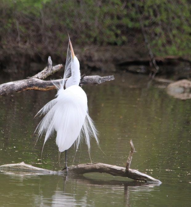 November Meeting Reminder @ Fontenelle Forest