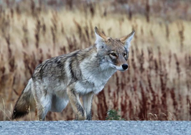 November Meeting Reminder @ Fontenelle Forest