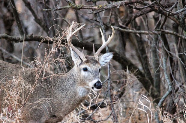 November Meeting Reminder @ Fontenelle Forest