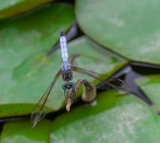 November Meeting Reminder @ Fontenelle Forest