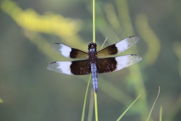 November Meeting Reminder @ Fontenelle Forest