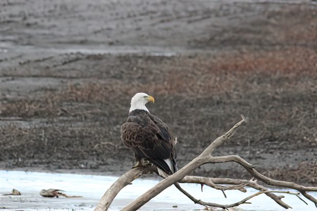 November Meeting Reminder @ Fontenelle Forest