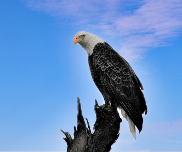 November Meeting Reminder @ Fontenelle Forest