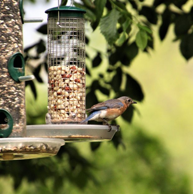 November Meeting Reminder @ Fontenelle Forest