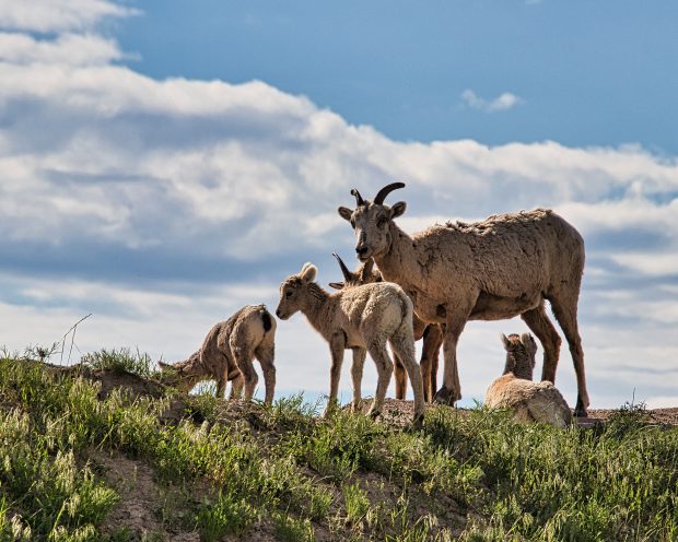 November Meeting Reminder @ Fontenelle Forest