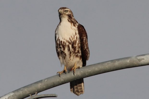 November Meeting Reminder @ Fontenelle Forest