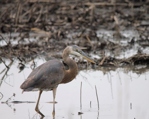 November Meeting Reminder @ Fontenelle Forest