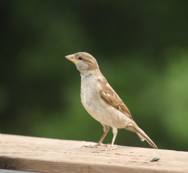 November Meeting Reminder @ Fontenelle Forest