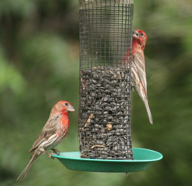 November Meeting Reminder @ Fontenelle Forest