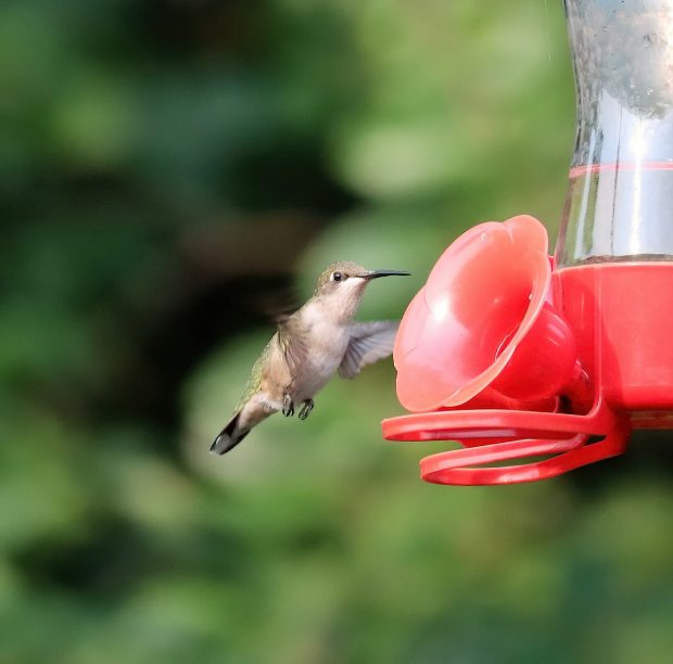 November Meeting Reminder @ Fontenelle Forest