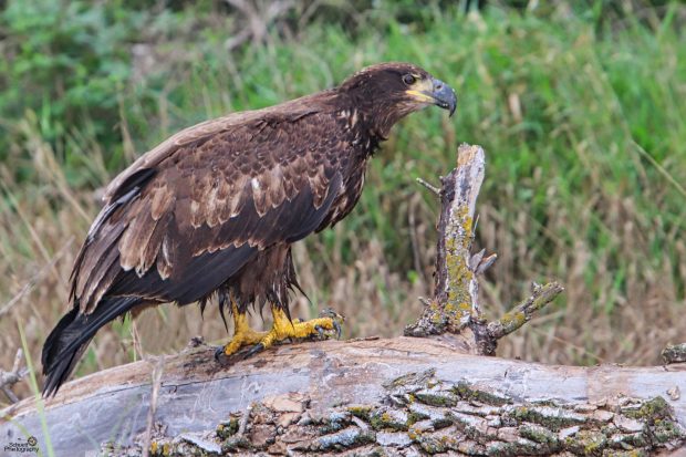 November Meeting Reminder @ Fontenelle Forest