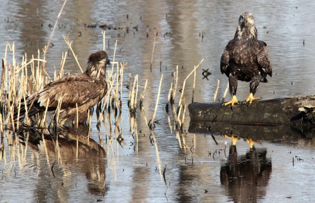 November Meeting Reminder @ Fontenelle Forest