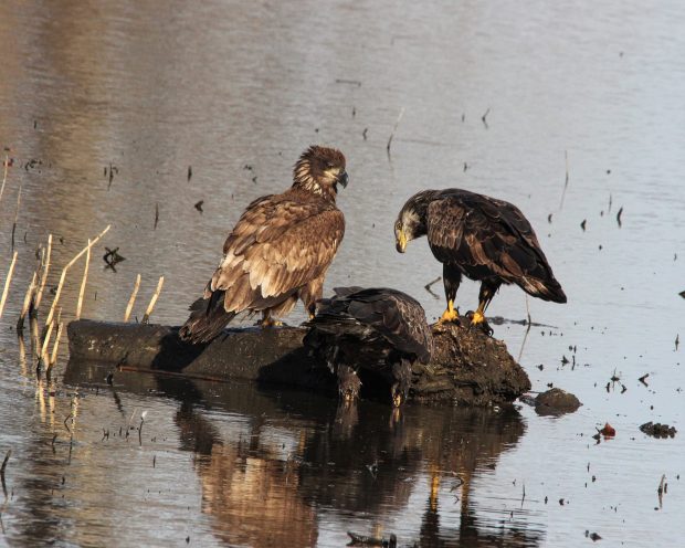 November Meeting Reminder @ Fontenelle Forest