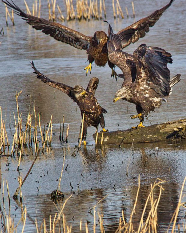 November Meeting Reminder @ Fontenelle Forest