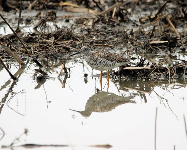 November Meeting Reminder @ Fontenelle Forest