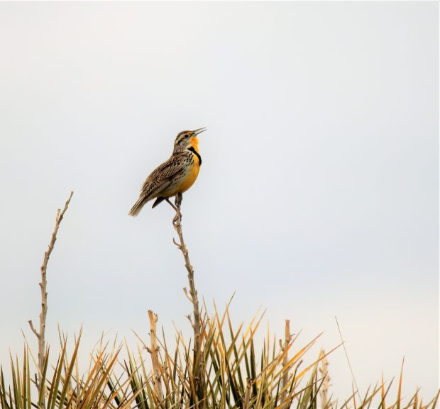 November Meeting Reminder @ Fontenelle Forest