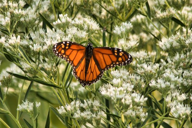 November Meeting Reminder @ Fontenelle Forest