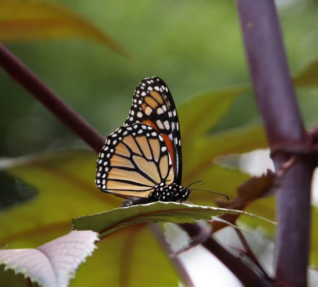 November Meeting Reminder @ Fontenelle Forest