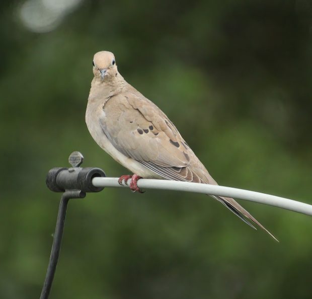 November Meeting Reminder @ Fontenelle Forest