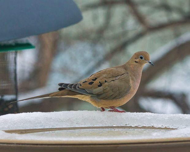 November Meeting Reminder @ Fontenelle Forest