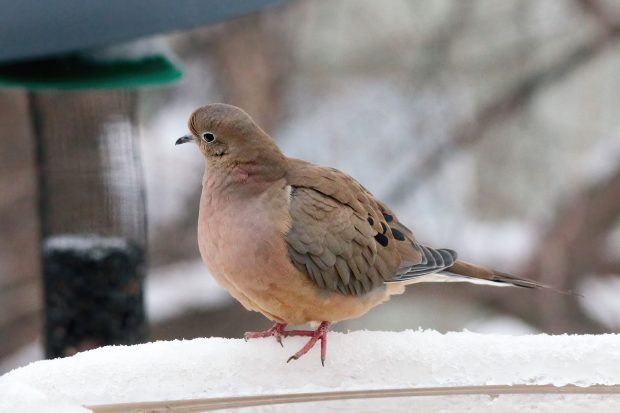 November Meeting Reminder @ Fontenelle Forest