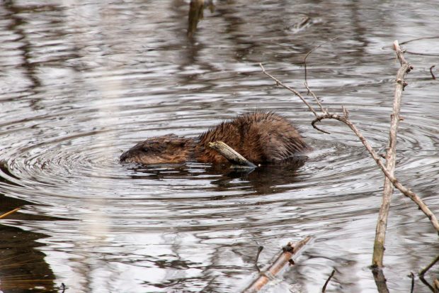 November Meeting Reminder @ Fontenelle Forest
