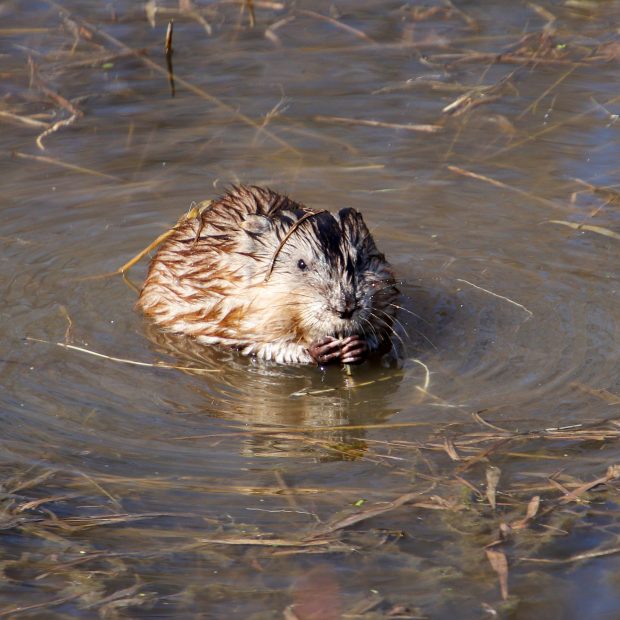 November Meeting Reminder @ Fontenelle Forest