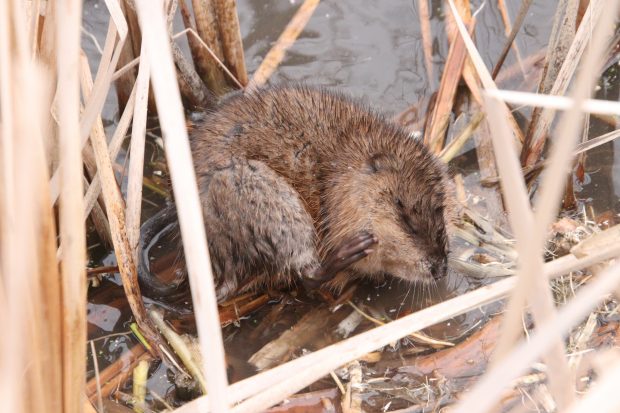 November Meeting Reminder @ Fontenelle Forest
