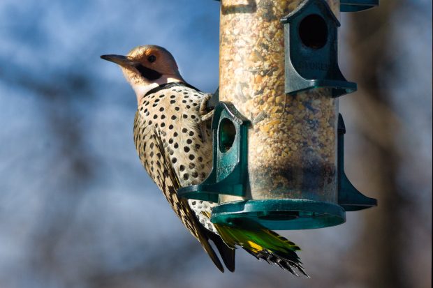 November Meeting Reminder @ Fontenelle Forest