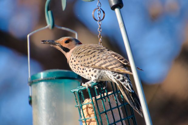 November Meeting Reminder @ Fontenelle Forest