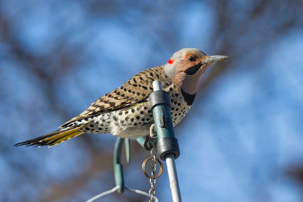 November Meeting Reminder @ Fontenelle Forest