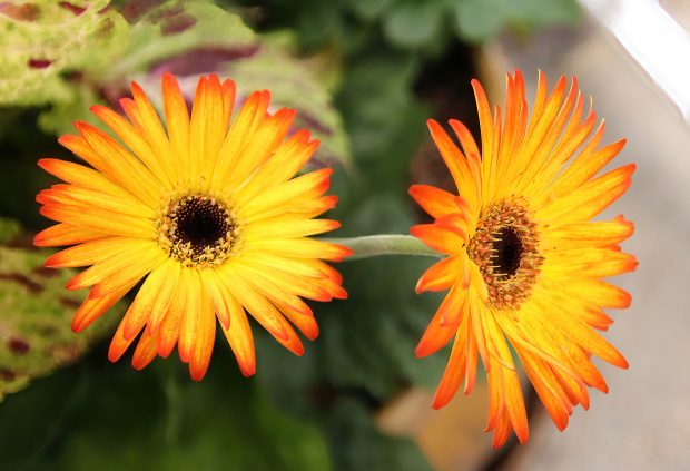 November Meeting Reminder @ Fontenelle Forest