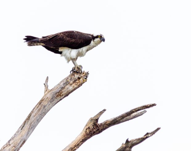 November Meeting Reminder @ Fontenelle Forest