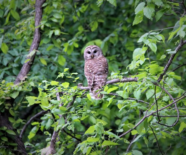 November Meeting Reminder @ Fontenelle Forest