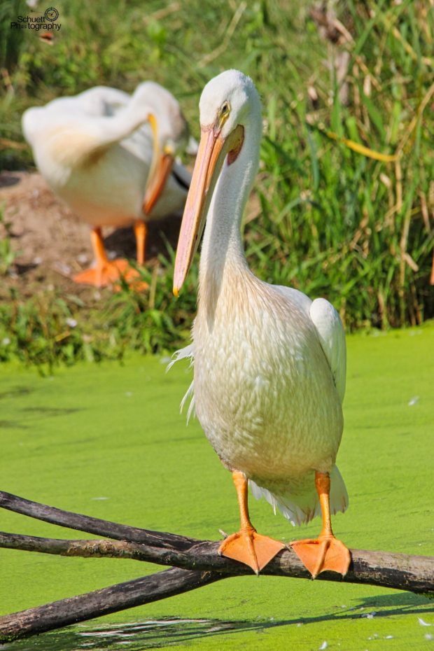 November Meeting Reminder @ Fontenelle Forest