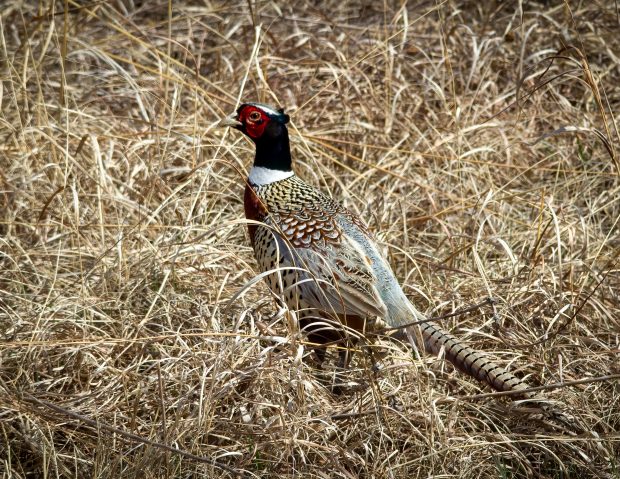 November Meeting Reminder @ Fontenelle Forest