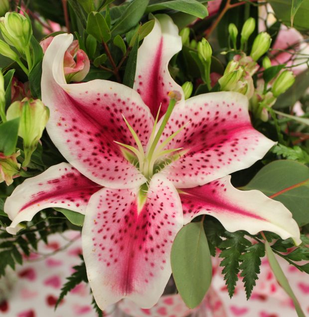 November Meeting Reminder @ Fontenelle Forest