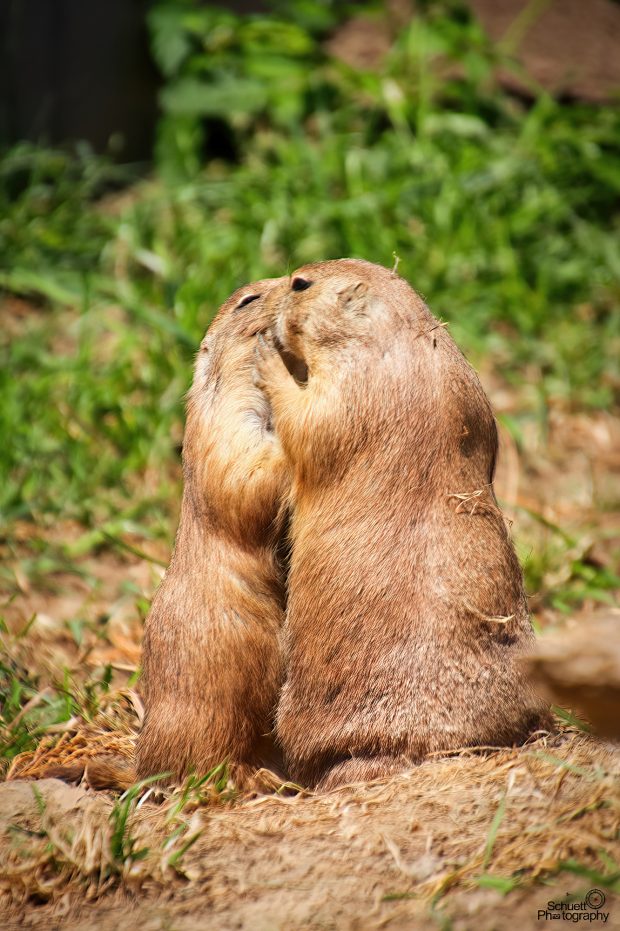 November Meeting Reminder @ Fontenelle Forest