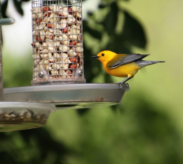 November Meeting Reminder @ Fontenelle Forest