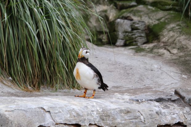 November Meeting Reminder @ Fontenelle Forest