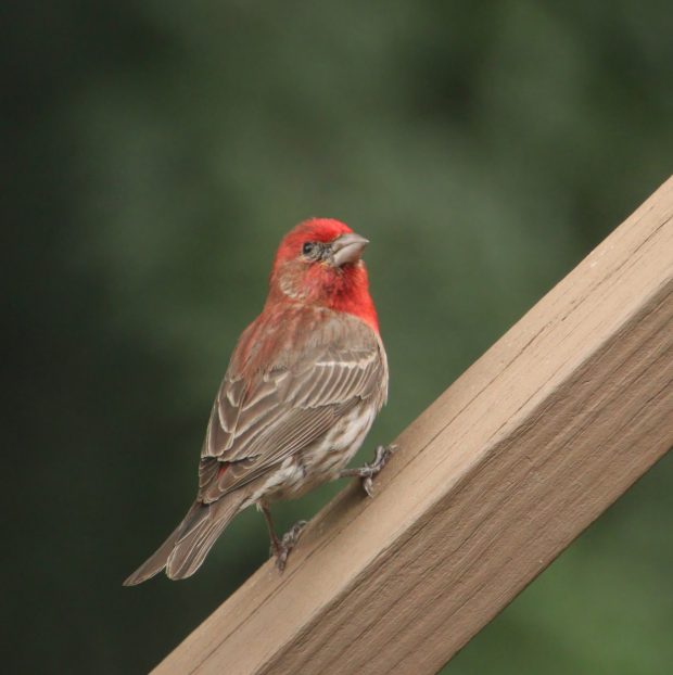 November Meeting Reminder @ Fontenelle Forest