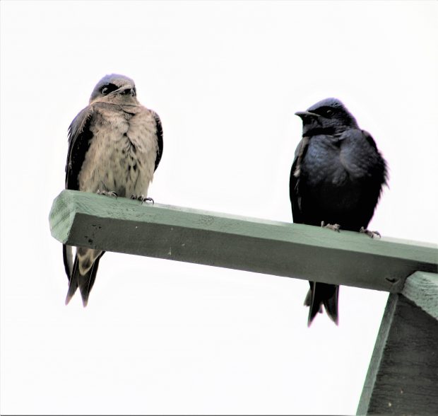 November Meeting Reminder @ Fontenelle Forest