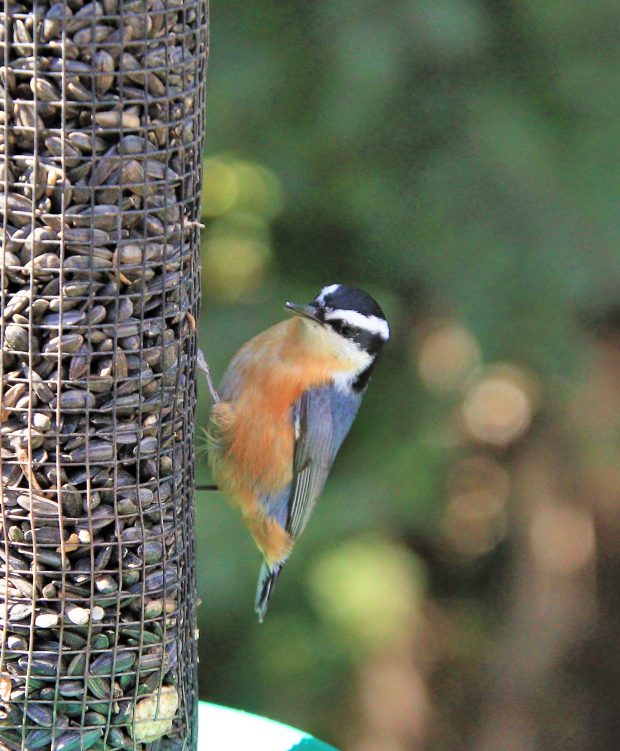November Meeting Reminder @ Fontenelle Forest