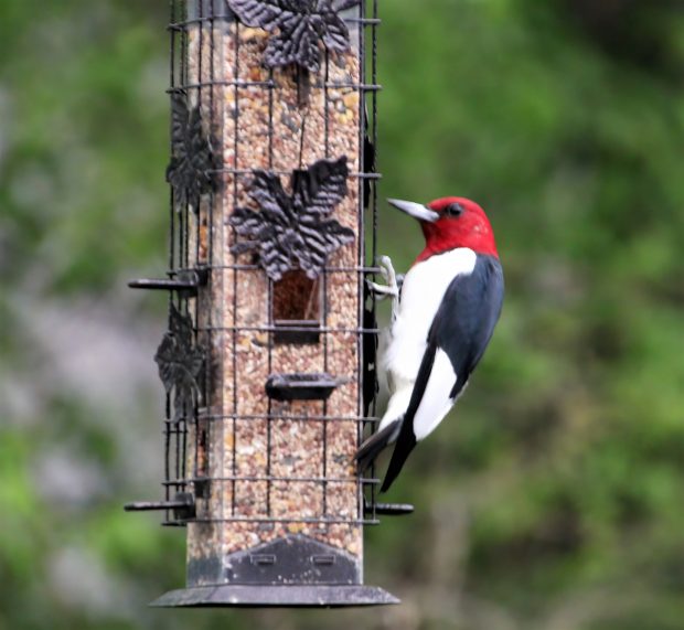 November Meeting Reminder @ Fontenelle Forest