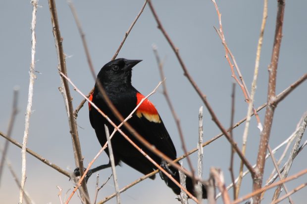 November Meeting Reminder @ Fontenelle Forest