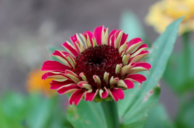 November Meeting Reminder @ Fontenelle Forest