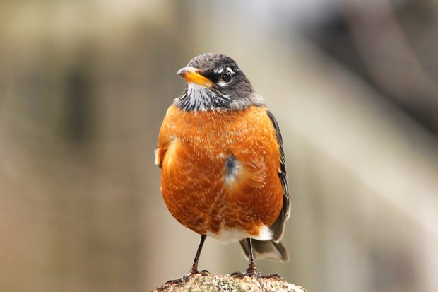 April 20 Photo Club Meeting @ Fontenelle Forest Nature Center